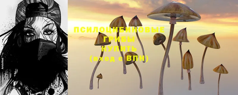 наркошоп  Инсар  Псилоцибиновые грибы Magic Shrooms 